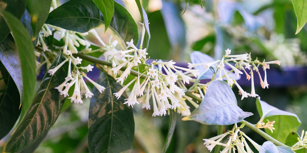 night-blooming jasmine blooming.jpg